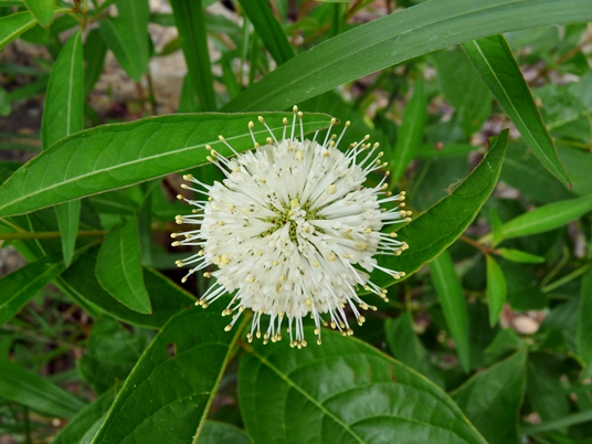 {Cephalanthus occidentalis}